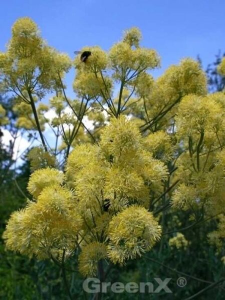 Thalictrum flavum ssp. glaucum, Graublättrige Wiesenraute mit lockeren gelben, flauschigen Blütenrispen an hohen Stielen