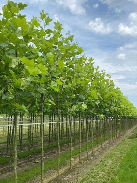 Ahornblättrige Platane / Platanus acerifolia