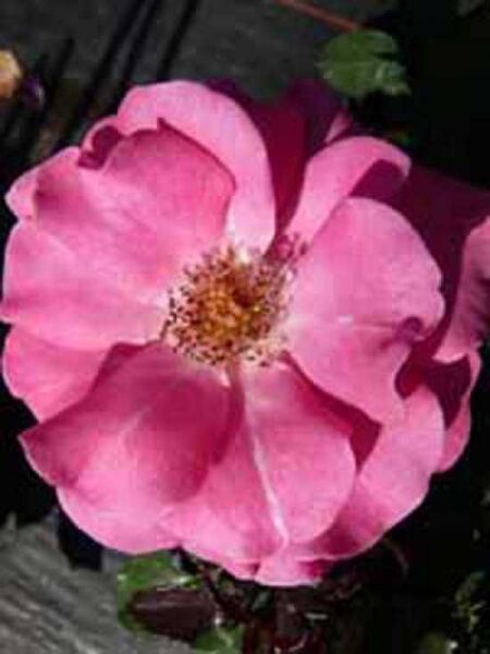 Strauchrose 'Romanze' / Rosa 'Romanze ®'
