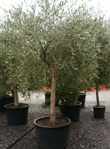 Olea europaea (Olivenbaum/Echter Ölbaum) Halbstamm im Topf, dichter Kronenaufbau mit schmalen silbrig-grünen Blättern.