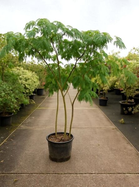 Seidenbaum (Albizia julibrissin) 'Ombrella'/'Boubri' 175–200 cm im C35-Topf, mehrstämmig mit gefiedertem Laub.