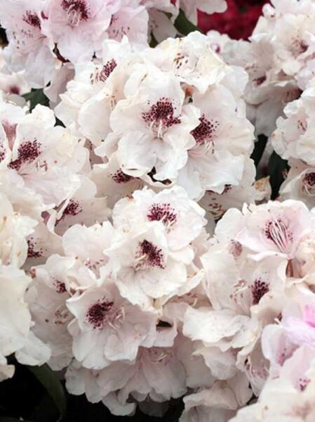 Rhododendron 'Baroness H. Schröder' / Rhododendron Hybride 'Baroness H. Schröder'
