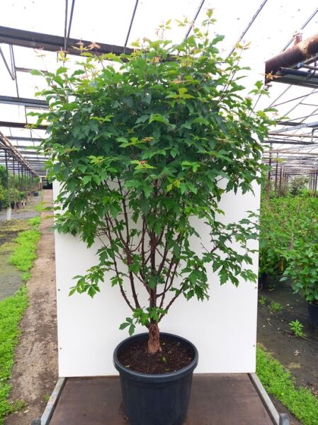 Zimt-Ahorn / Acer griseum