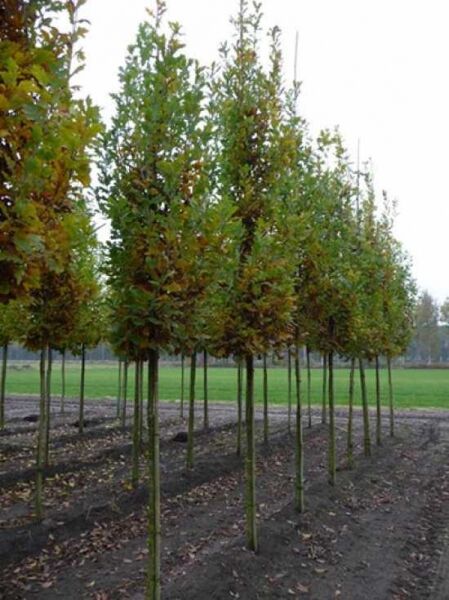 Quercus robur 'Fastigiata Koster' / Säulen-Eiche 'Fastigiata Koster' Hochstamm, schlanker aufrechter Wuchs, 14–16 StU, mit Db.