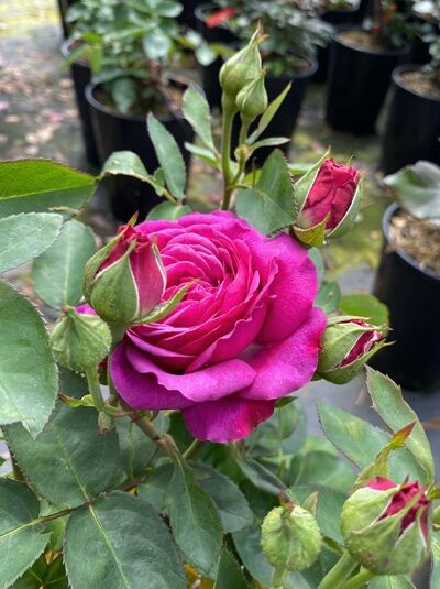 Beetrose &#039;Heidi-Klum-Rose&#039; / Rosa &#039;Heidi-Klum-Rose ®&#039;