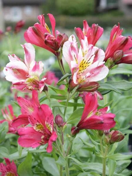 Inkalilie (Alstroemeria cultorum) 'Dandy Candy' mit rosa-weißen Blüten und gelb gesprenkelter Zeichnung, grünes Laub sichtbar.