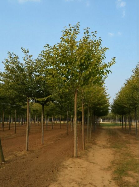 Prunus padus (Trauben-Kirsche) Hochstamm 25-30 StU mit Drahtballen, Baum mit geradem Stamm und grüner Krone.