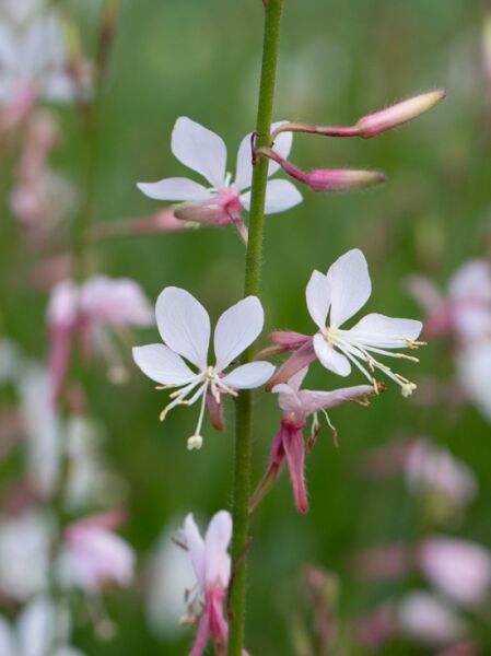 Prachtkerze 'Snowstorm ®' / Gaura lindheimeri 'Snowstorm ®'