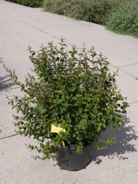 Syringa 'Pink Perfume ®' / Zwerggartenflieder 'Pink Perfume ®' 60-80 cm C20, grüner Strauch im Container mit Etikett