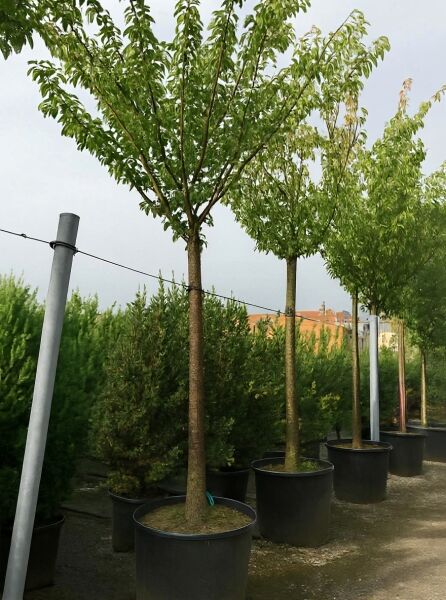 Prunus serrulata 'Kanzan' (Japanische Nelken-Kirsche/Japanische Blütenkirsche), Hochstamm ca. 225 cm, 30-35 StU, im Container.