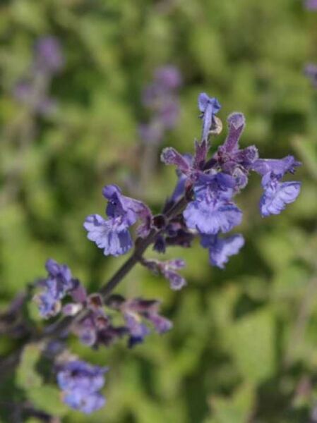 Nepeta faassenii 'Kit Cat' / Katzenminze