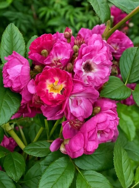 Rosa 'Perennial Blue' / Kletterrose 'Perennial Blue' mit pinkfarbenen Blüten in Büscheln und grünen, gezähnten Blättern