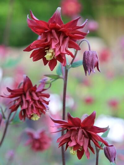 Kurzspornige Akelei 'Bordeaux Barlow' / Aquilegia vulgaris 'Bordeaux Barlow'