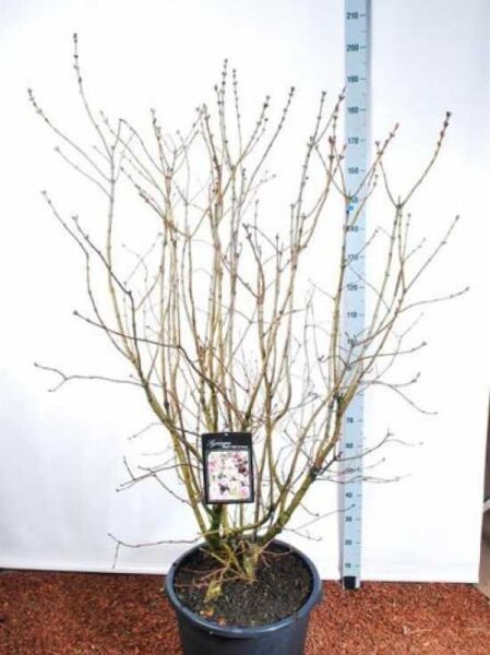 Syringa vulgaris 'Belle de Nancy' / Gartenflieder im Topf C35, 150–175 cm, mehrtriebiger Strauch mit unbelaubten Zweigen