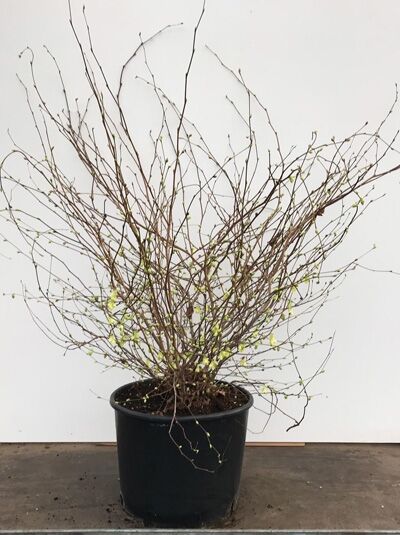 Corylopsis pauciflora (Glockenhasel/Schlüsselblumenstrauch) 80-100 cm C20, mehrtriebiger Strauch im schwarzen Topf mit Knospen