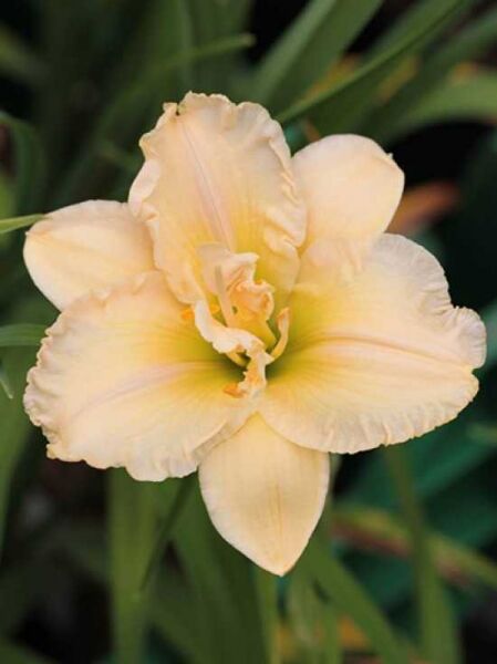 Taglilie 'Schnickel Fritz' / Hemerocallis cultorum 'Schnickel Fritz'
