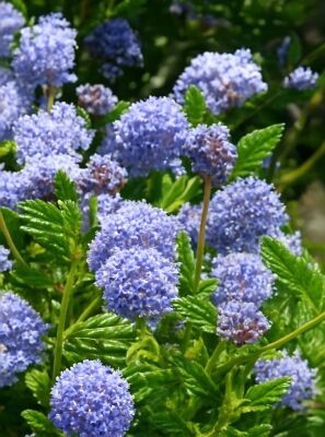 Sckelblume / Ceanothus gnstig in Top-Baumschulqualitt kaufen