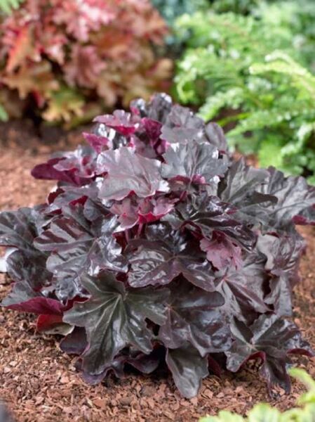 Purpurglöckchen 'Obsidian' ® / Heuchera Hybride 'Obsidian' ®