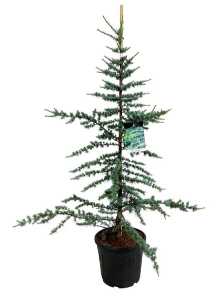 Blaue Libanon-Zeder - Cedrus libani 'Glauca'