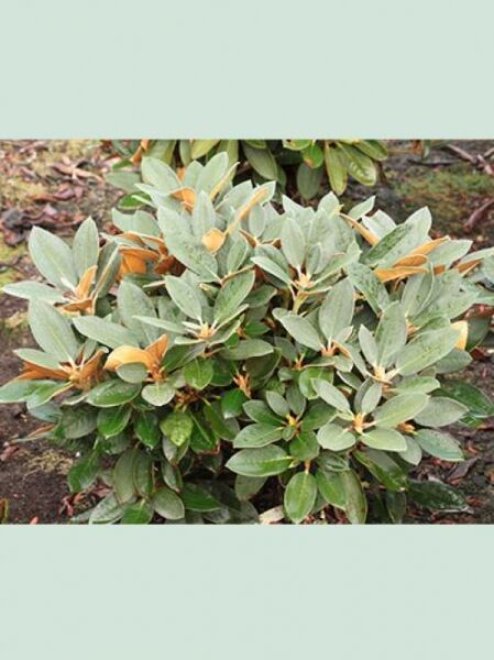 Rhododendron 'Svendbardii' (Rhododendron bureavii x sikangense var. exquisitum), kompakter Solitärstrauch mit immergrünen Blättern.