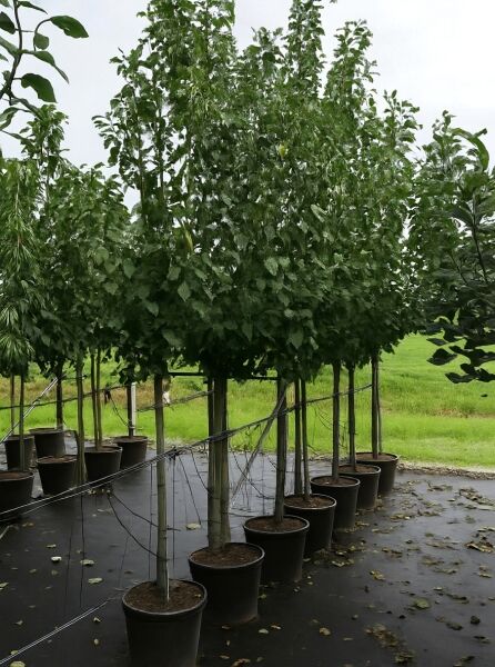 Prunus domestica 'Opal' / Pflaume 'Opal' Halbstamm 14-16 StU im Container, Hochstamm-Baum mit dichter grüner Krone im Topf
