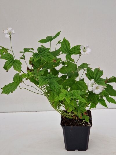 Geranium nodosum 'Silverwood' / Bergwald Storchschnabel 'Silverwood' P9, grüne Blätter und weiße Blüten im Topf