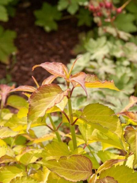 Gelblaubige Leycesterie 'Golden Lanterns' / Leycesteria formosa 'Golden Lanterns'