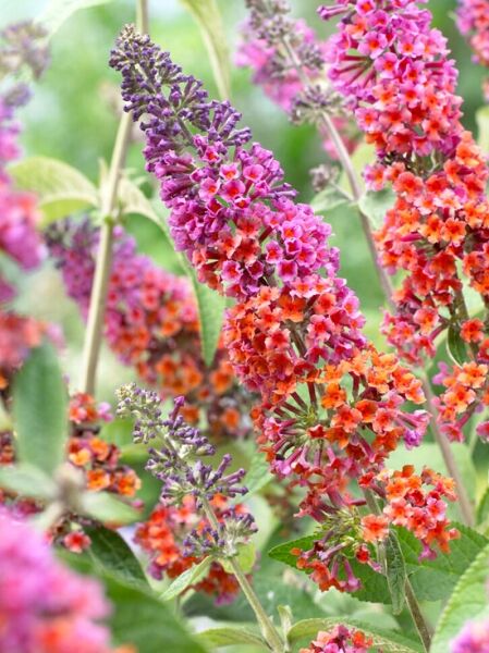 Sommerflieder 'Flower Power'® / Buddleja davidii 'Flower Power'®