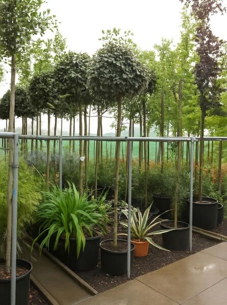 Wintergrüne Ölweide (Elaeagnus ebbingei) „Kugel auf Stamm“ als Hochstamm im Container, kugelig geschnittene Krone.