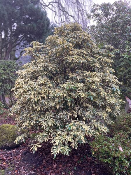 Rhododendron Hybride 'Carolina Spring' / Rhododendron 'Carolina Spring' Solitärstrauch mit panaschiertem Laub, 250–275 cm hoch, 200 cm breit