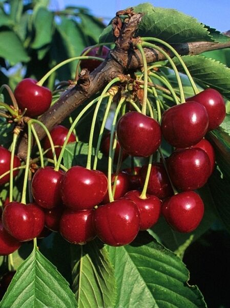 Sauerkirsche 'Kelleriis' / Sauerkirsche Morellenfeuer / Prunus cerasus 'Kelleriis'