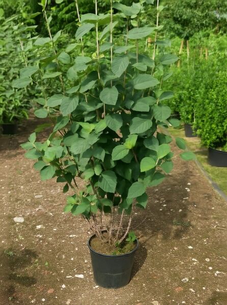 Viburnum lantana (Wolliger Schneeball) Strauch im Topf, Variante 100-125 cm, C20, mit grünem Laub.