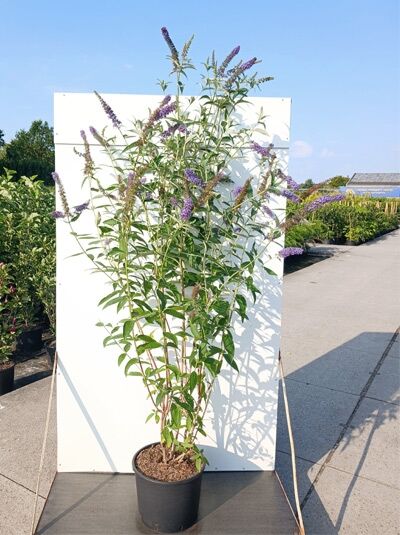 Sommerflieder 'Empire Blue' / Schmetterlingsstrauch 'Empire Blue' - Buddleja davidii 'Empire Blue'
