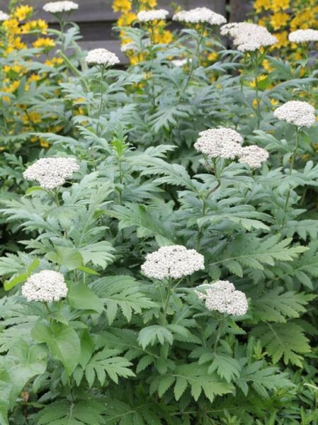 Schafgarben-Margerite / Tanacetum macrophyllum
