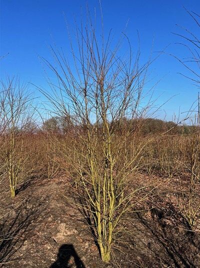 Judasblatt / Kuchenbaum / Katsurabaum / Cercidiphyllum japonicum