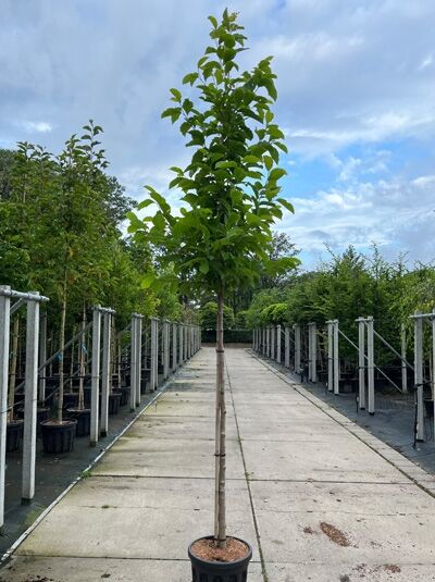 Magnolia kobus (Kobus-Magnolie) Hochstamm 10-12 StU im Container mit geradem Stamm und grünem Laub
