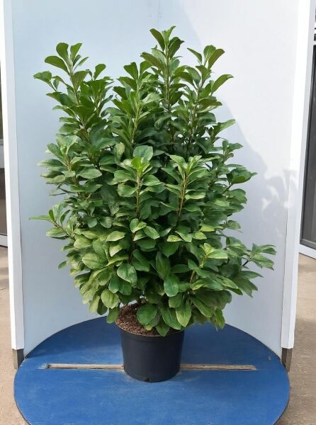 Prunus laurocerasus 'Etna' / Kirschlorbeer 'Etna', dicht verzweigter Strauch im Topf, ca. 125-150 cm, C20.