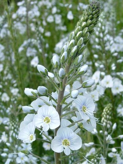 Enzian-Ehrenpreis / Enzianähnlicher Ehrenpreis / Veronica gentianoides