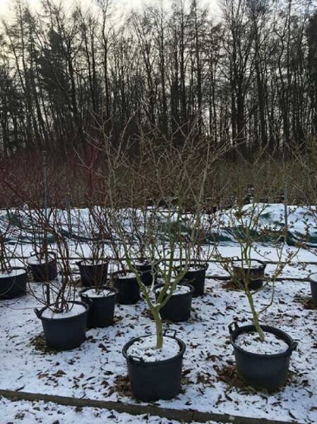 Zaubernuss 'Arnold Promise' / Zaubernuss 'Arnold Promise'