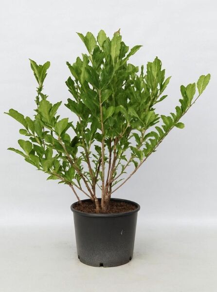 Stern-Magnolie  / Stern-Magnolie 