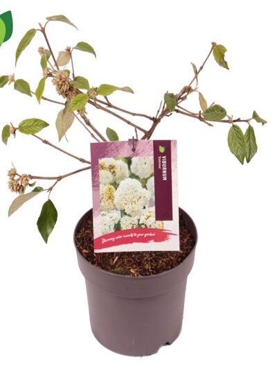 Schneeball 'Eskimo' / Viburnum 'Eskimo ®'