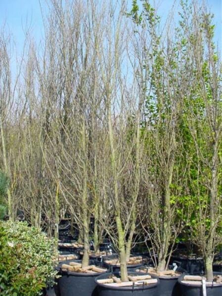 Gold-Ulme / Ulmus hollandica 'Wredei' / Ulmus carpinifolia 'Wredei'