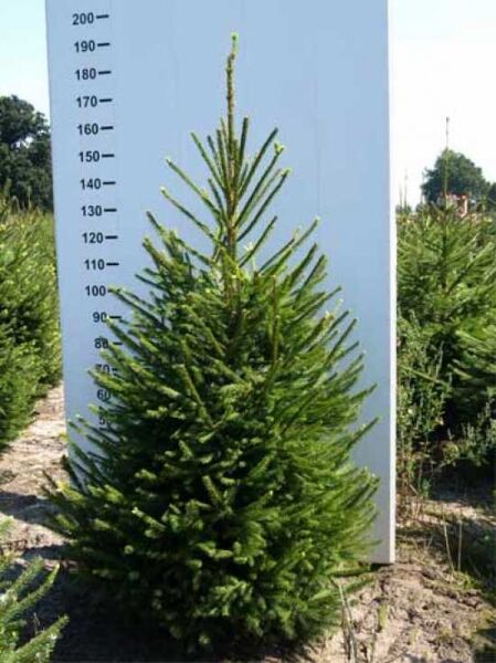 Picea abies (Fichte/Rottanne/Rotfichte) 175-200 cm m. Db., junger Nadelbaum mit kegelförmigem Wuchs und grünen Nadeln.