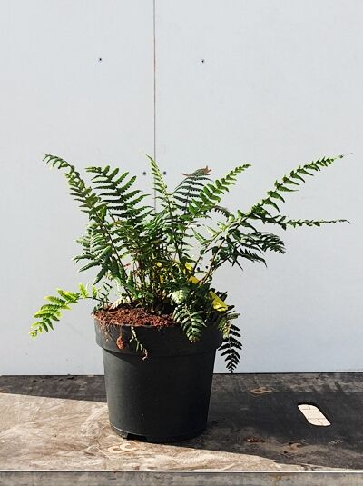 Nepalesischer Schwarzschuppenfarn (Dryopteris wallichiana) im Topf, Sorte C5, mit aufrecht bogigen, gefiederten Wedeln.