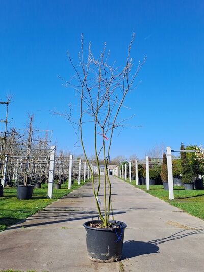 Kupfer-Felsenbirne 200 - 250 cm Schirmform / Amelanchier lamarckii (876140)