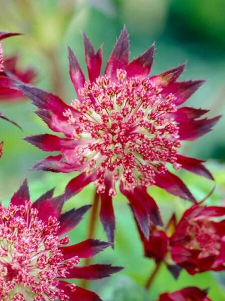 Sterndolde 'Hadspen Blood' / Astrantia major 'Hadspen Blood'