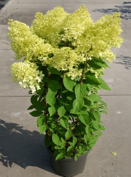 Rispen-Hortensie Hydrangea paniculata 'Grandiflora ®', 80-100 cm, C12, im Topf mit cremeweißen Rispenblüten und grünem Laub.