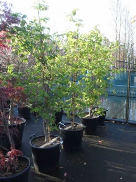 Eisenhutblättriger Ahorn Acer japonicum 'Aconitifolium', mehrstämmig im Container C50, ca. 150–175 cm hoch mit grünem Laub.