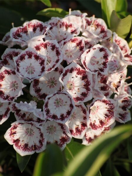Kalmia latifolia 'Nani' (Lorbeerrose 'Nani' / Berglorbeer 'Nani') mit weißen Blüten und rotbrauner Zeichnung in Büscheln