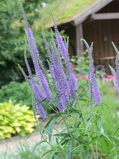 Große Kerzenveronika 'Blauriesin' (Veronica longifolia) mit violetten, aufrechten Blütenkerzen und schmalen, grünen Blättern